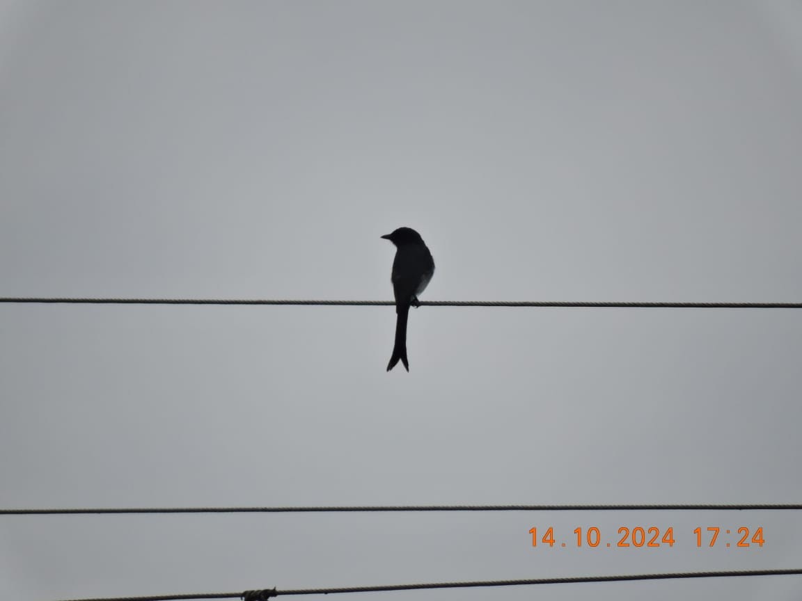 White-bellied Drongo - ML625110274