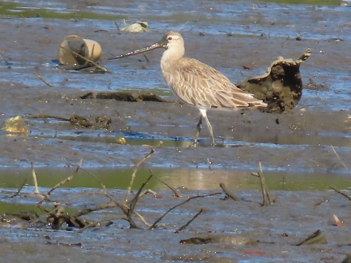 Bar-tailed Godwit (Siberian) - ML625110280