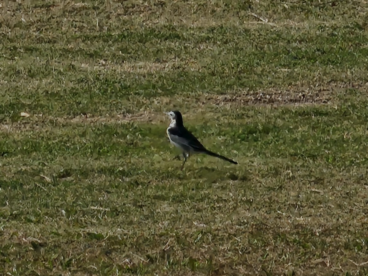 White Wagtail (Chinese) - ML625110281