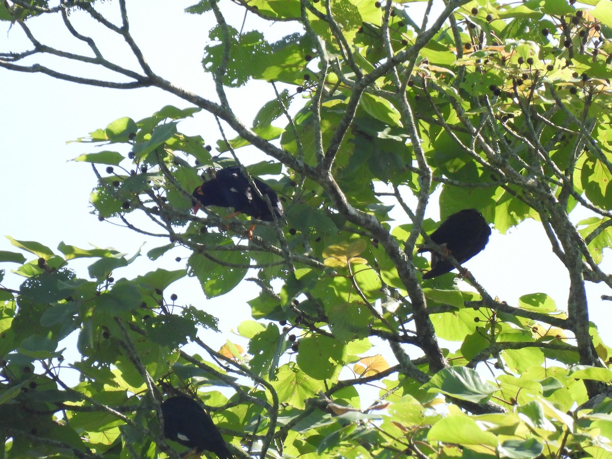 Common Hill Myna - ML625110282