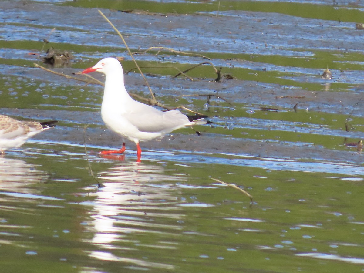 australmåke (novaehollandiae/forsteri) - ML625110283