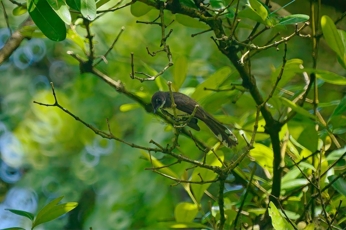 Malaysian Pied-Fantail - ML625110284