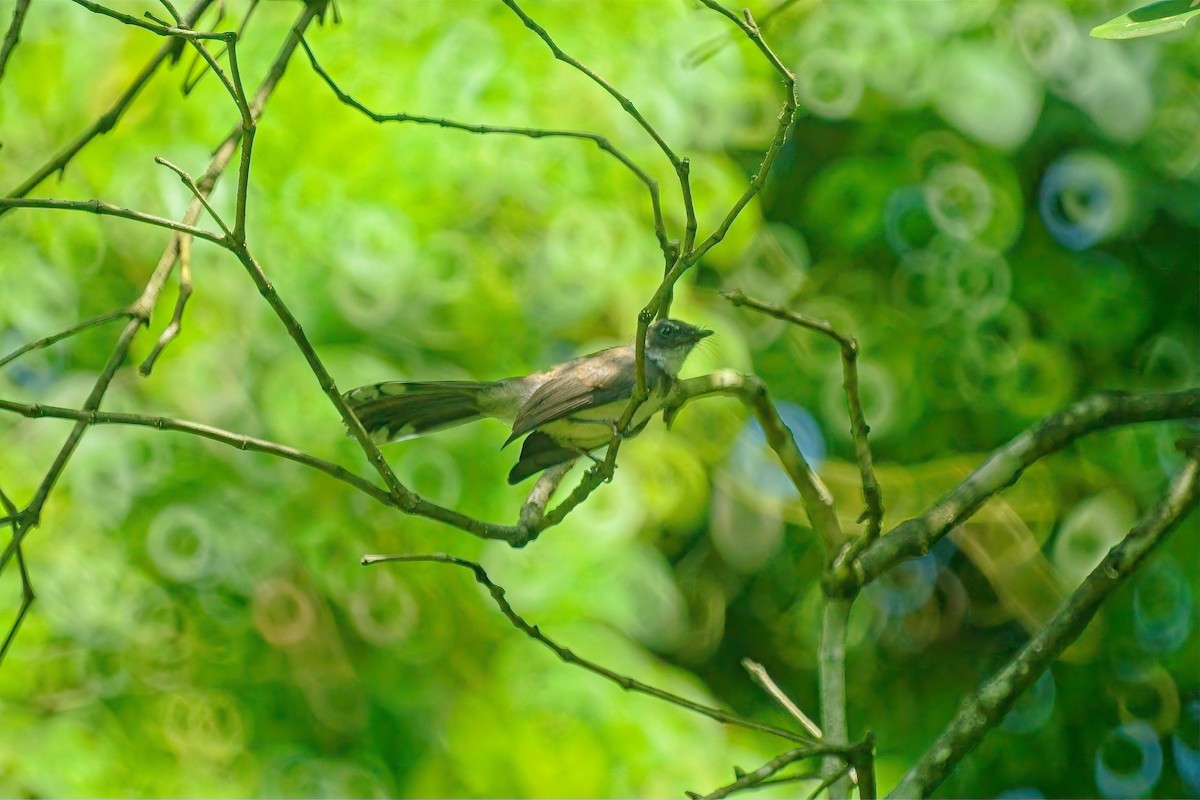 Malaysian Pied-Fantail - ML625110285