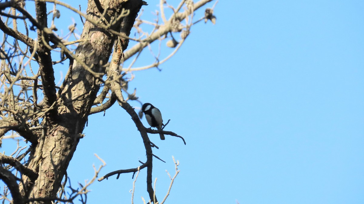 Japanese Tit - YUKIKO ISHIKAWA