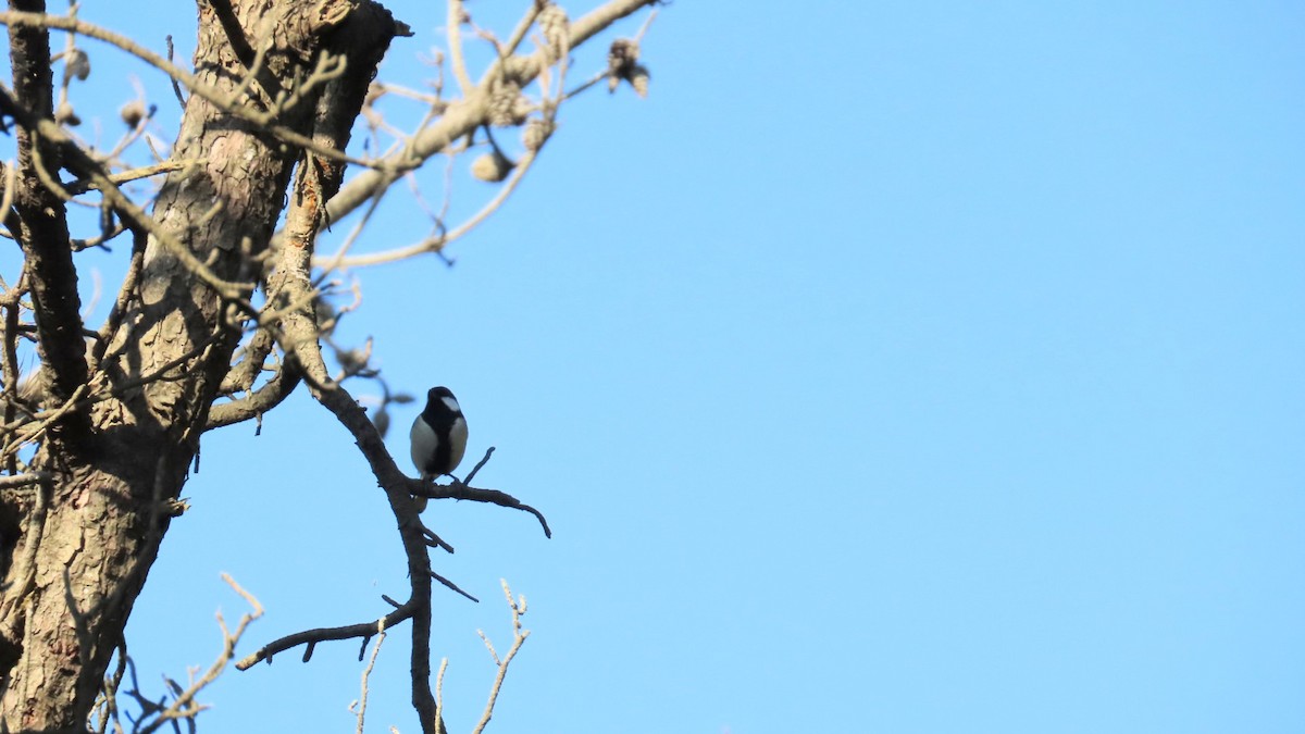 Japanese Tit - ML625110287