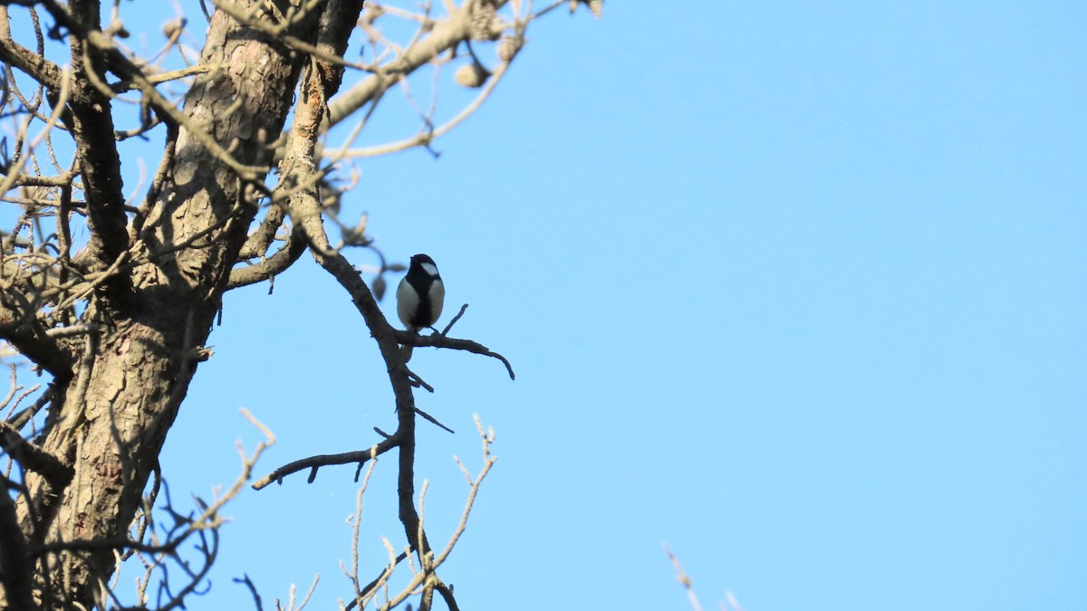 Japanese Tit - ML625110288