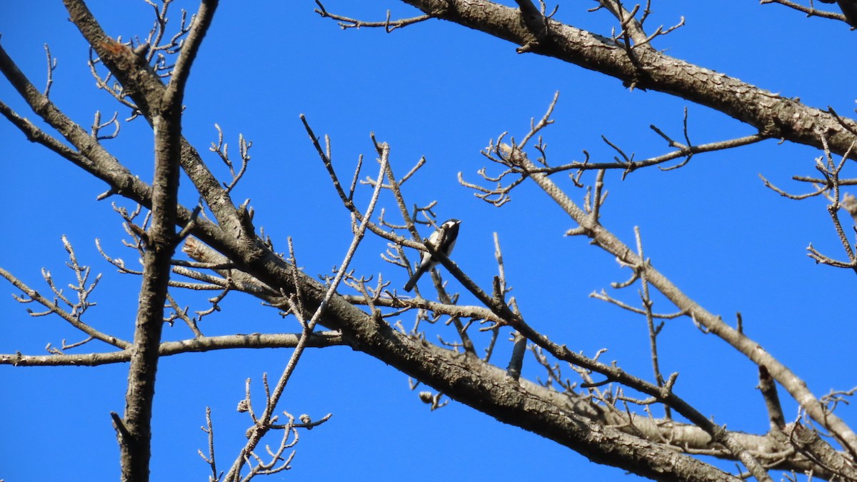 Japanese Tit - ML625110289