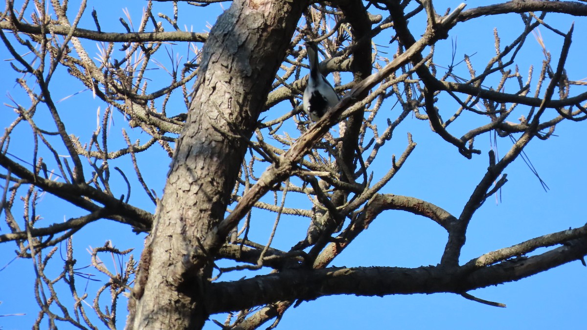 Japanese Tit - ML625110290