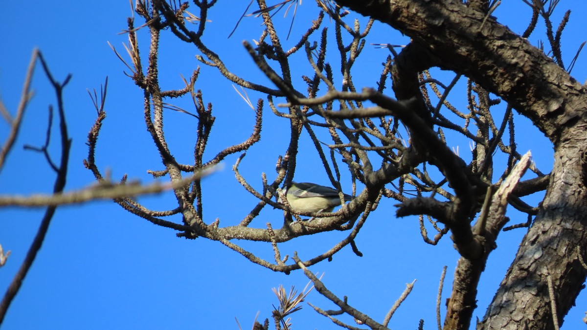 Japanese Tit - ML625110291