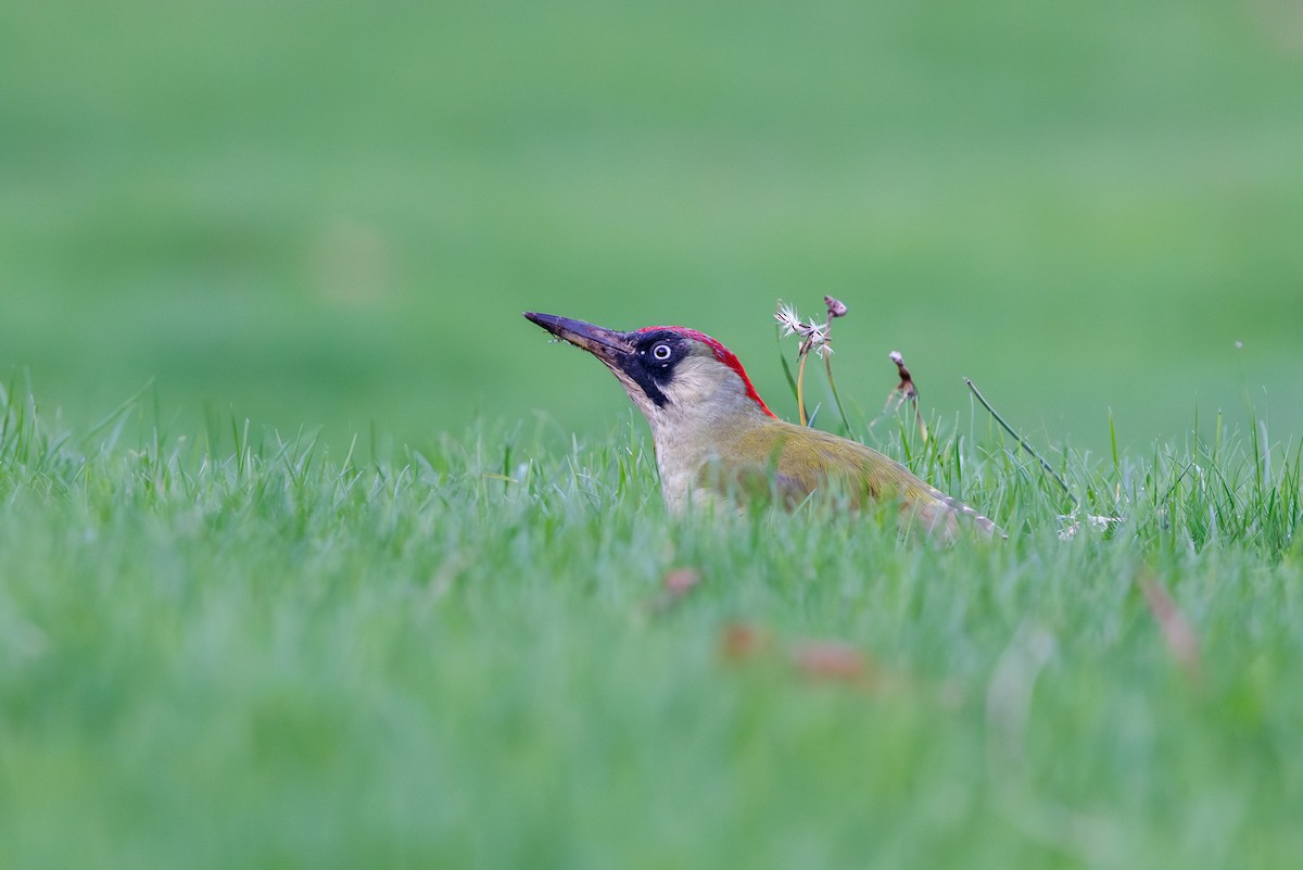 Eurasian Green Woodpecker - ML625110305