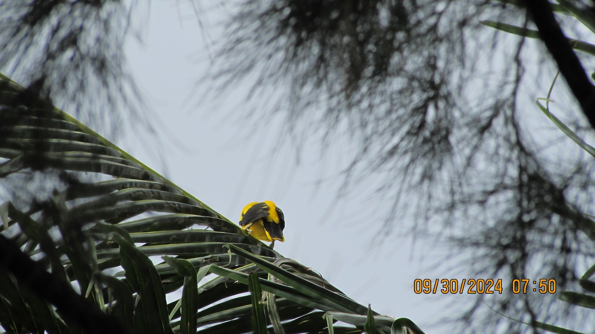 Black-naped Oriole - ML625110596