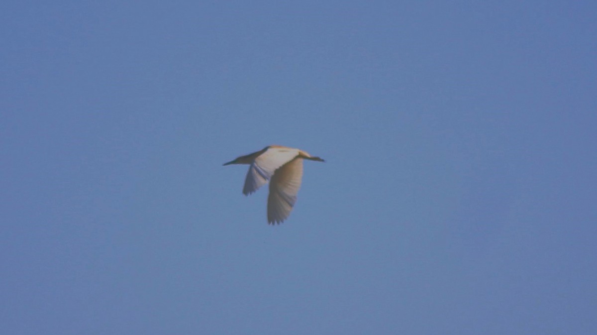 Squacco Heron - ML625110649