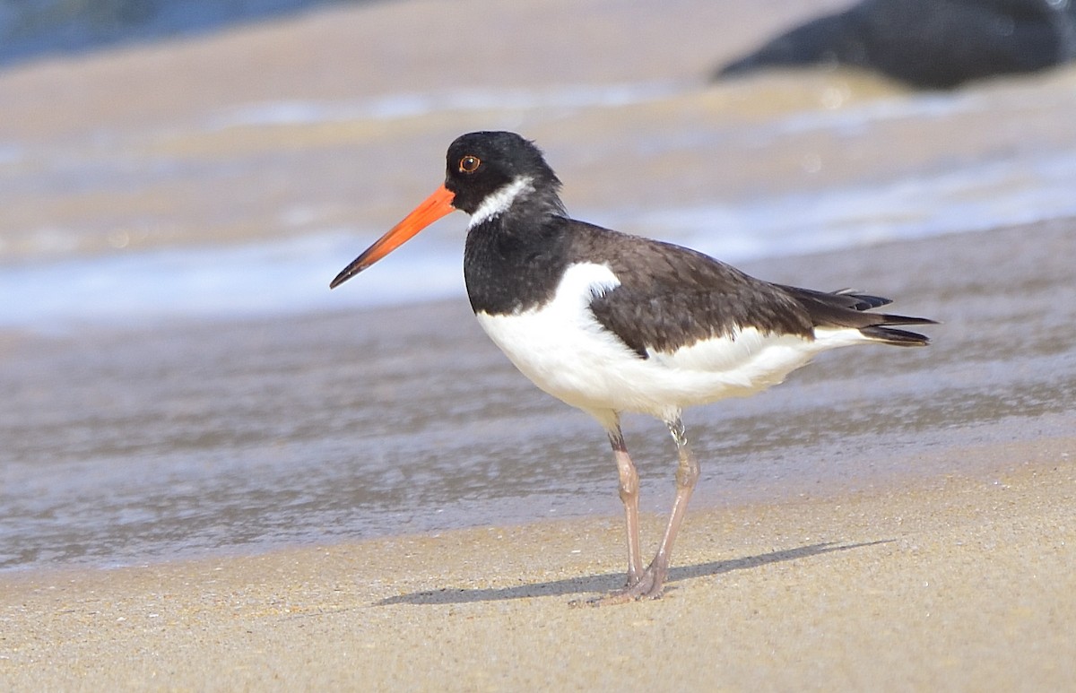 Eurasian Oystercatcher - ML625110712