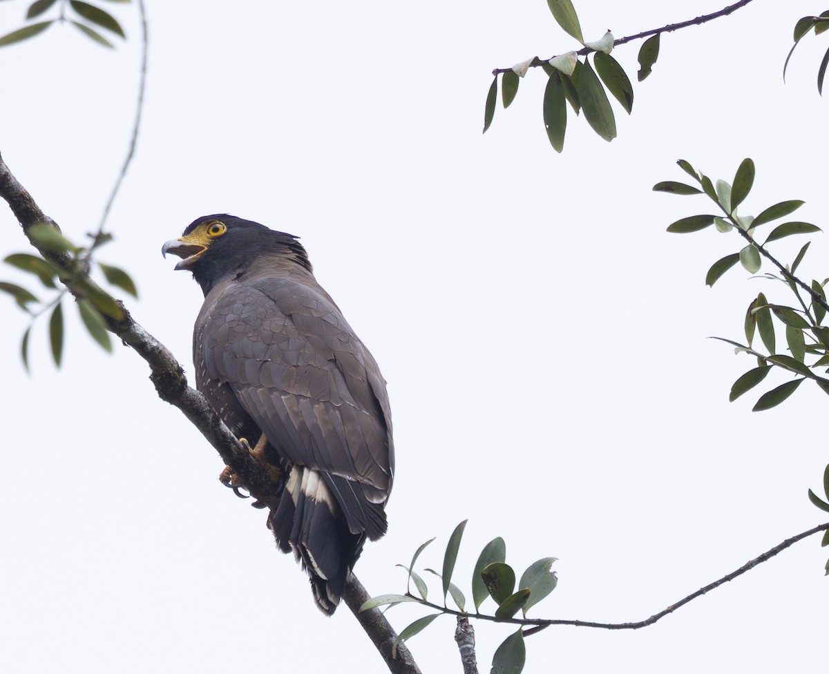 Mountain Serpent-Eagle - ML625110977