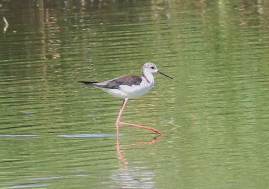 Black-winged Stilt - ML625110984