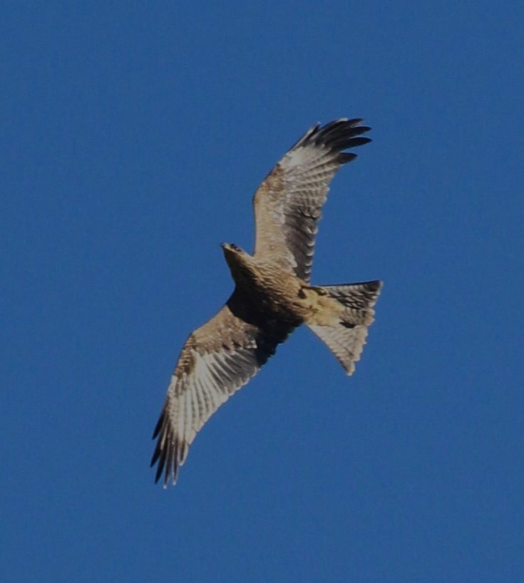 Black Kite - ML625110995
