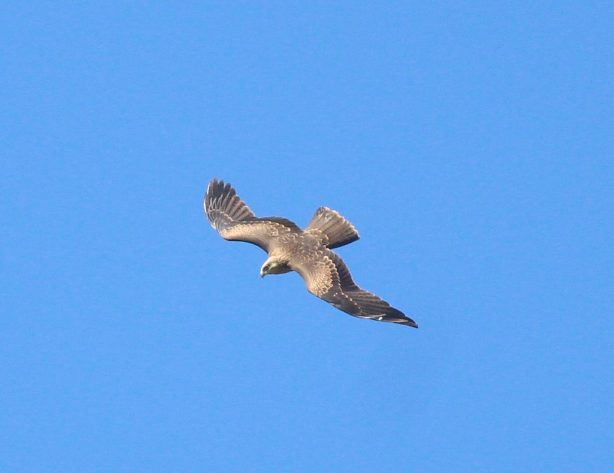 Black Kite - ML625110997