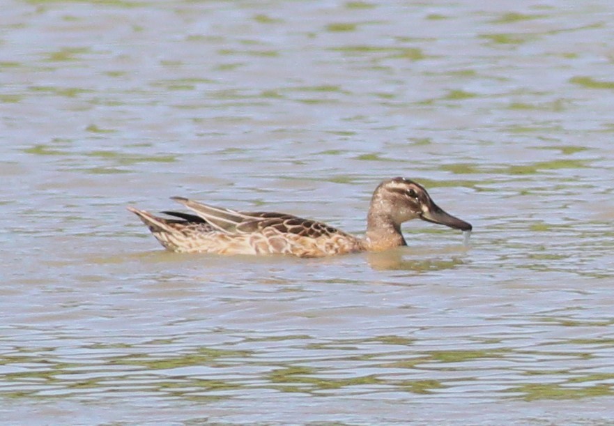 Garganey - ML625111056
