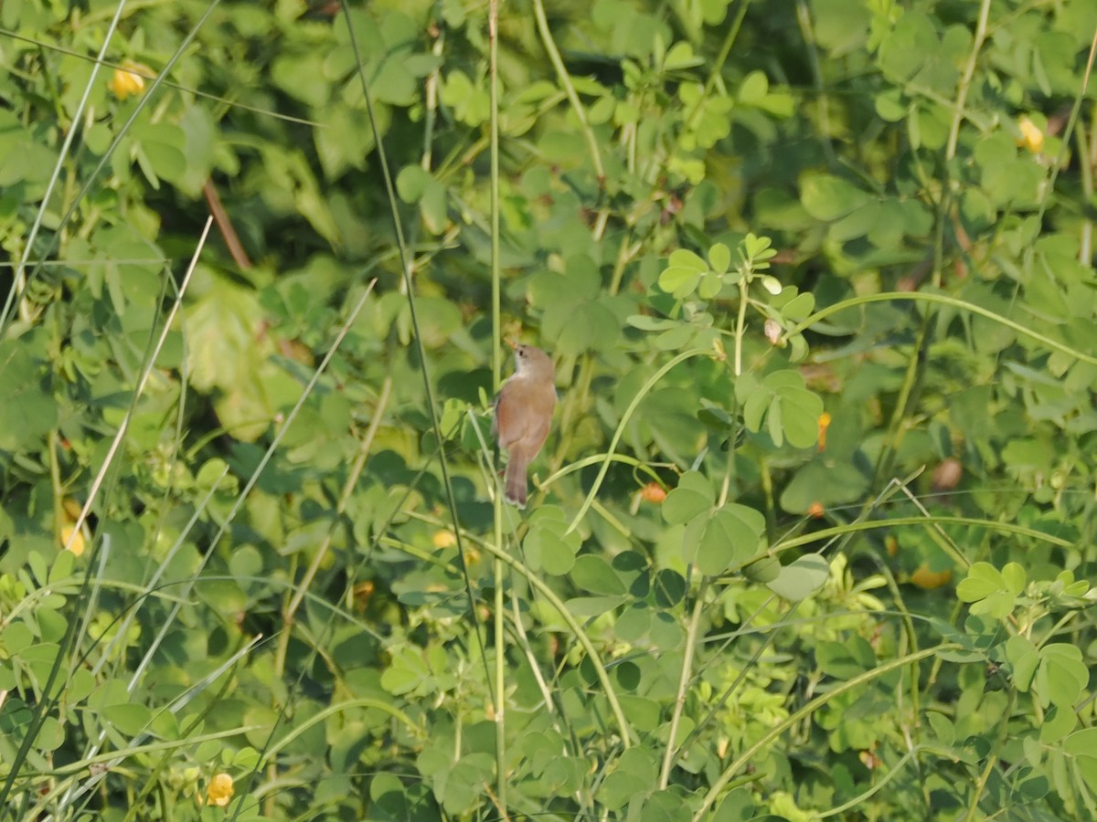 Gray-breasted Prinia - ML625111063