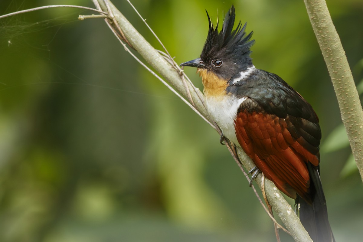 Chestnut-winged Cuckoo - ML625111126