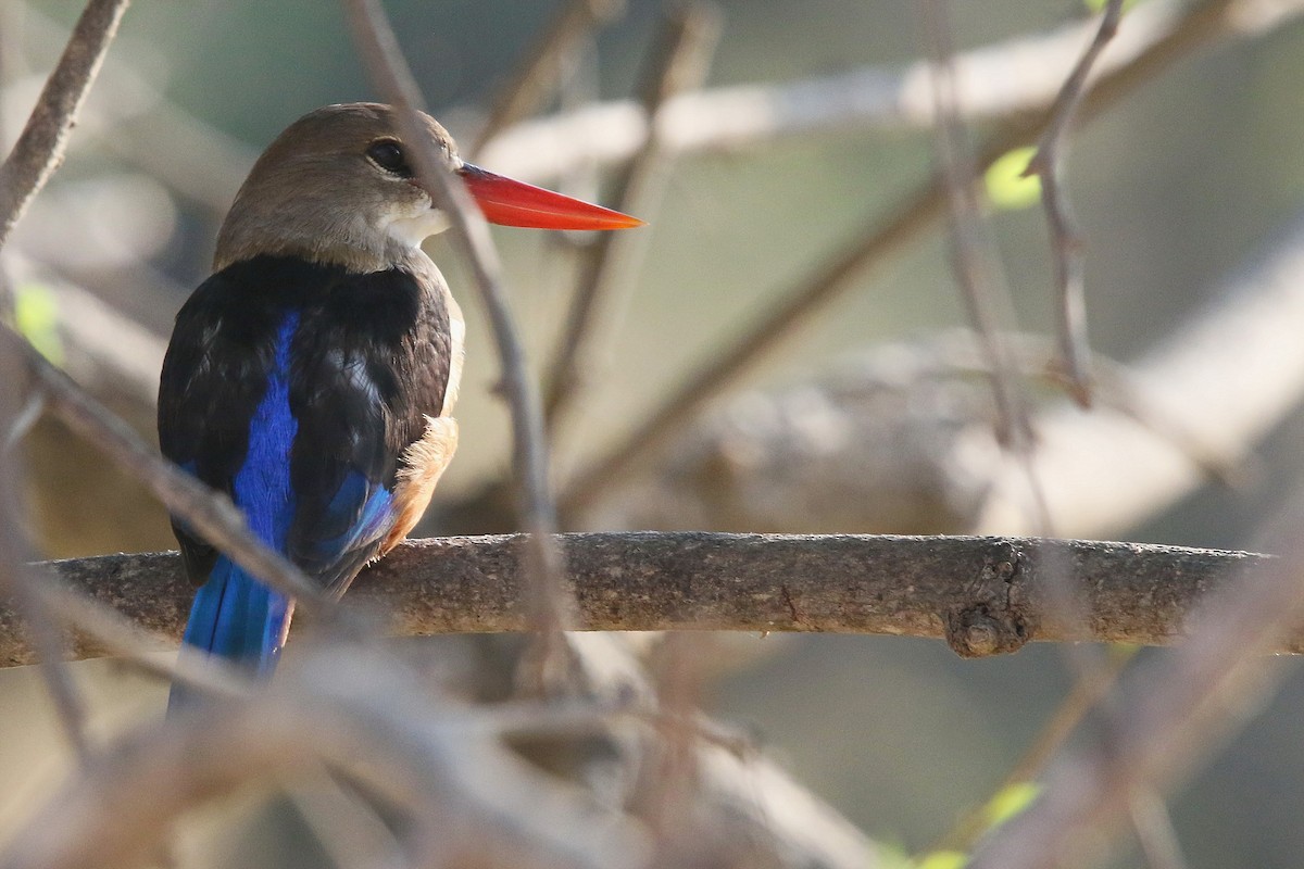 Gray-headed Kingfisher - Rik Vetter