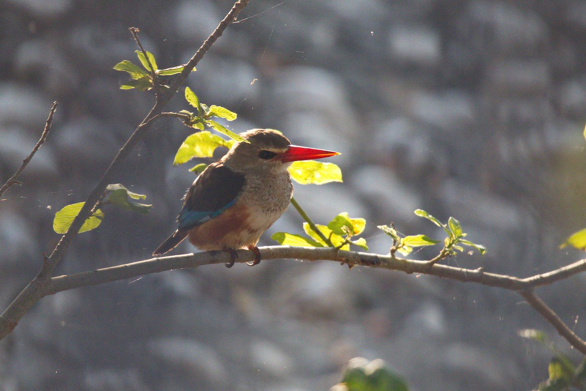 Gray-headed Kingfisher - Rik Vetter