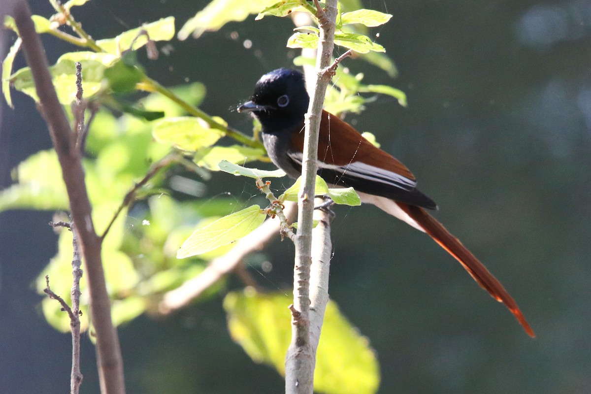 African Paradise-Flycatcher - Rik Vetter