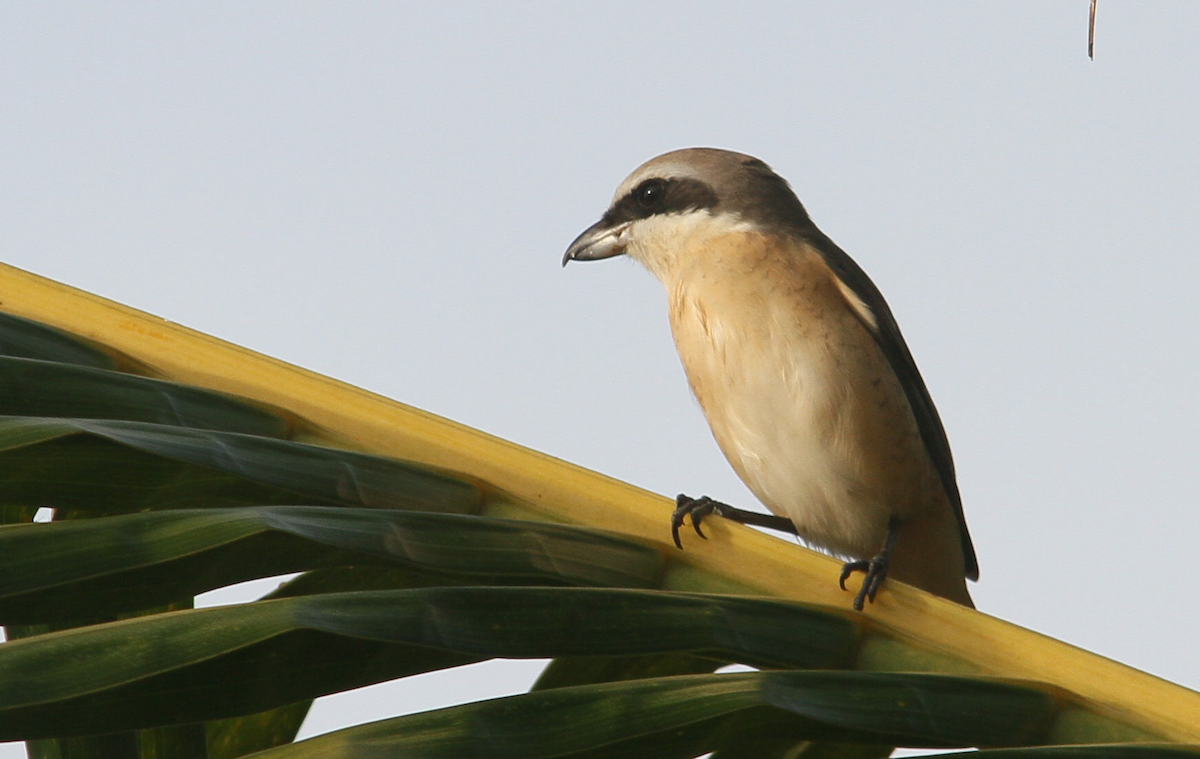 Brown Shrike - ML625111209