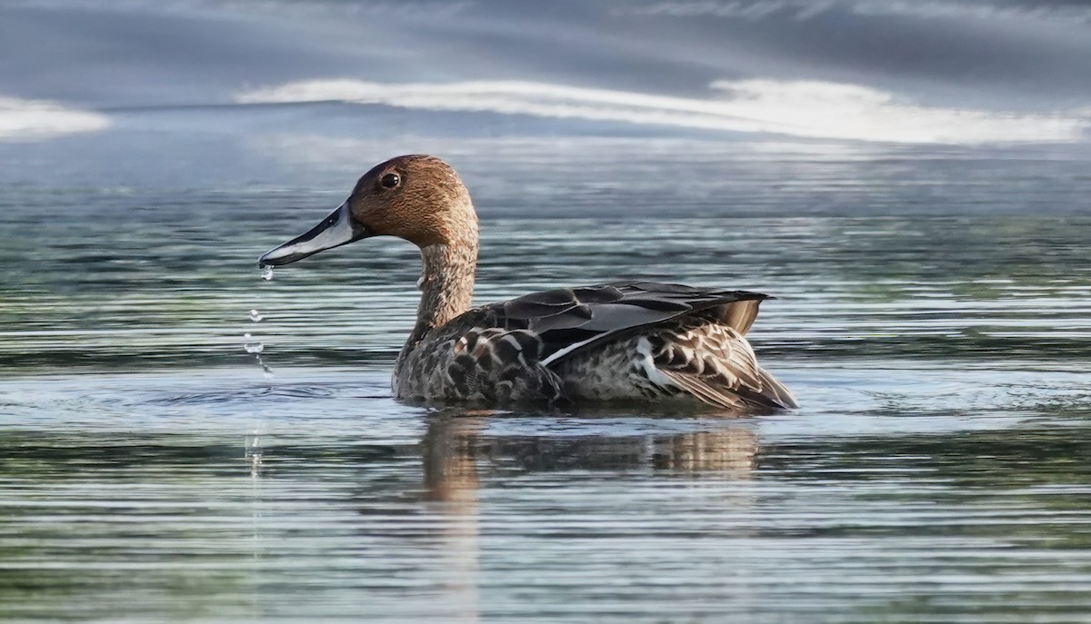 Northern Pintail - ML625111331