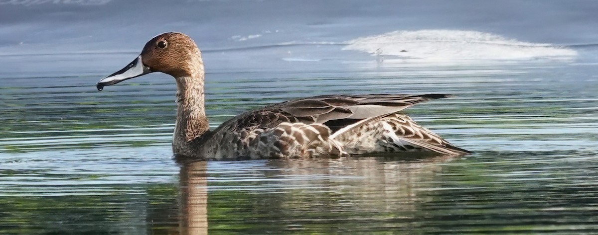 Northern Pintail - ML625111339