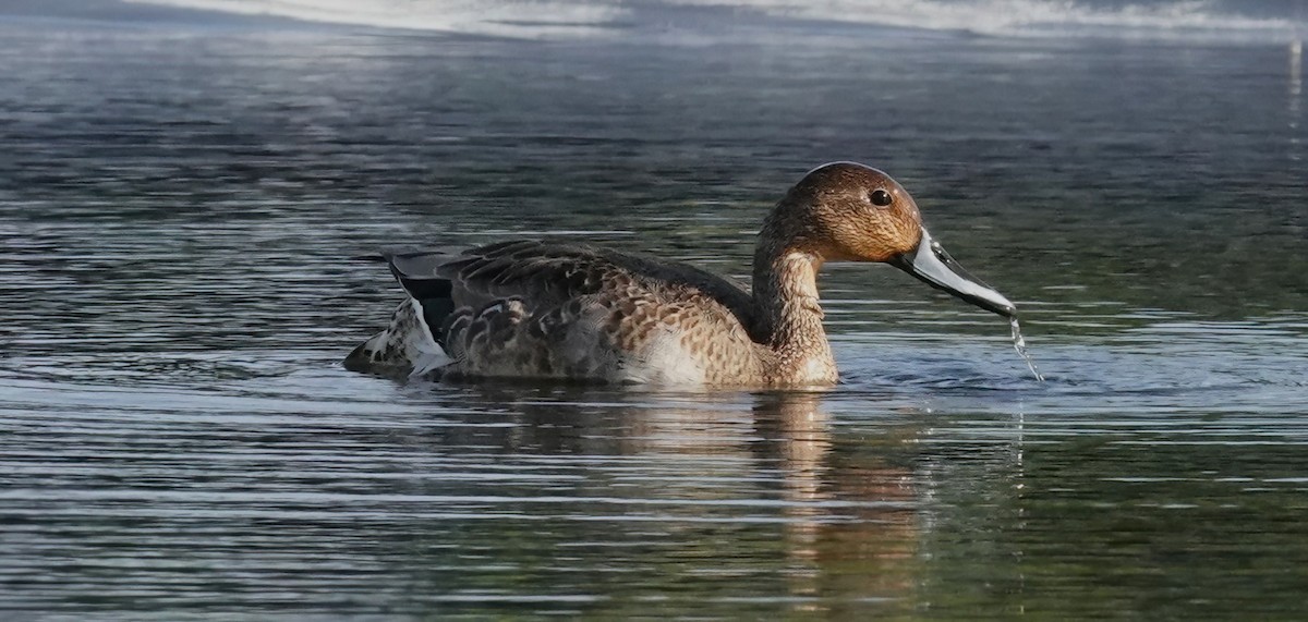 Northern Pintail - ML625111346