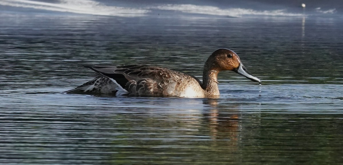 Northern Pintail - ML625111347