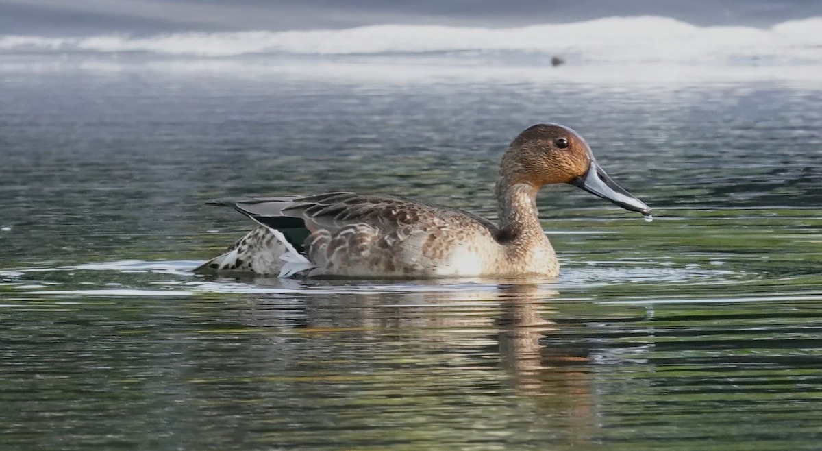 Northern Pintail - ML625111351