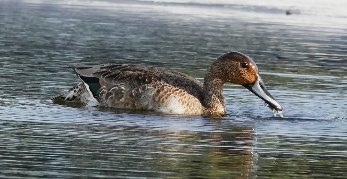 Northern Pintail - ML625111363