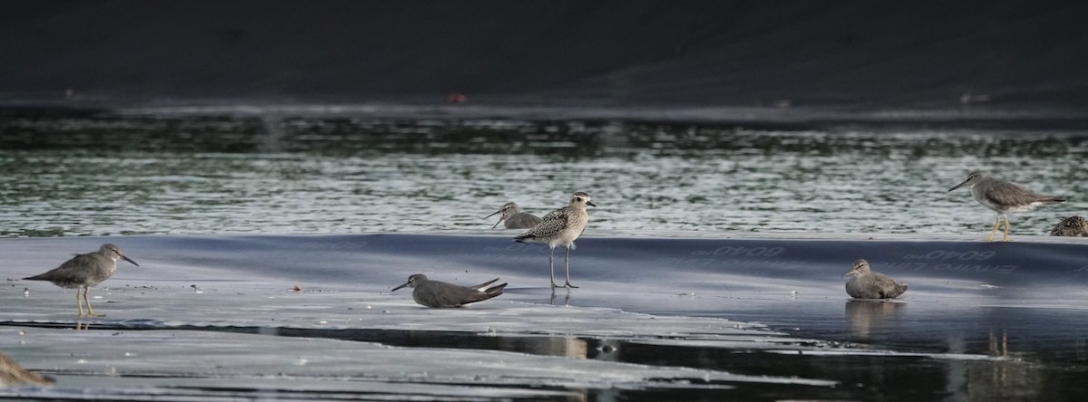 Gray-tailed Tattler - ML625111365