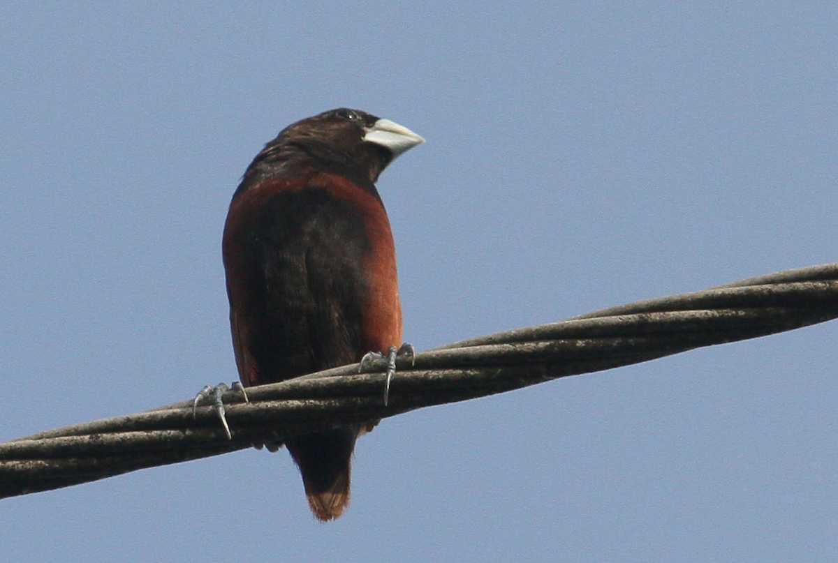 Chestnut Munia - ML625111373