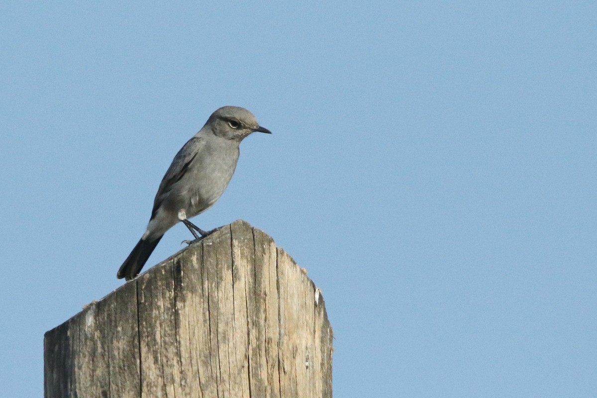 Blackstart - Rik Vetter