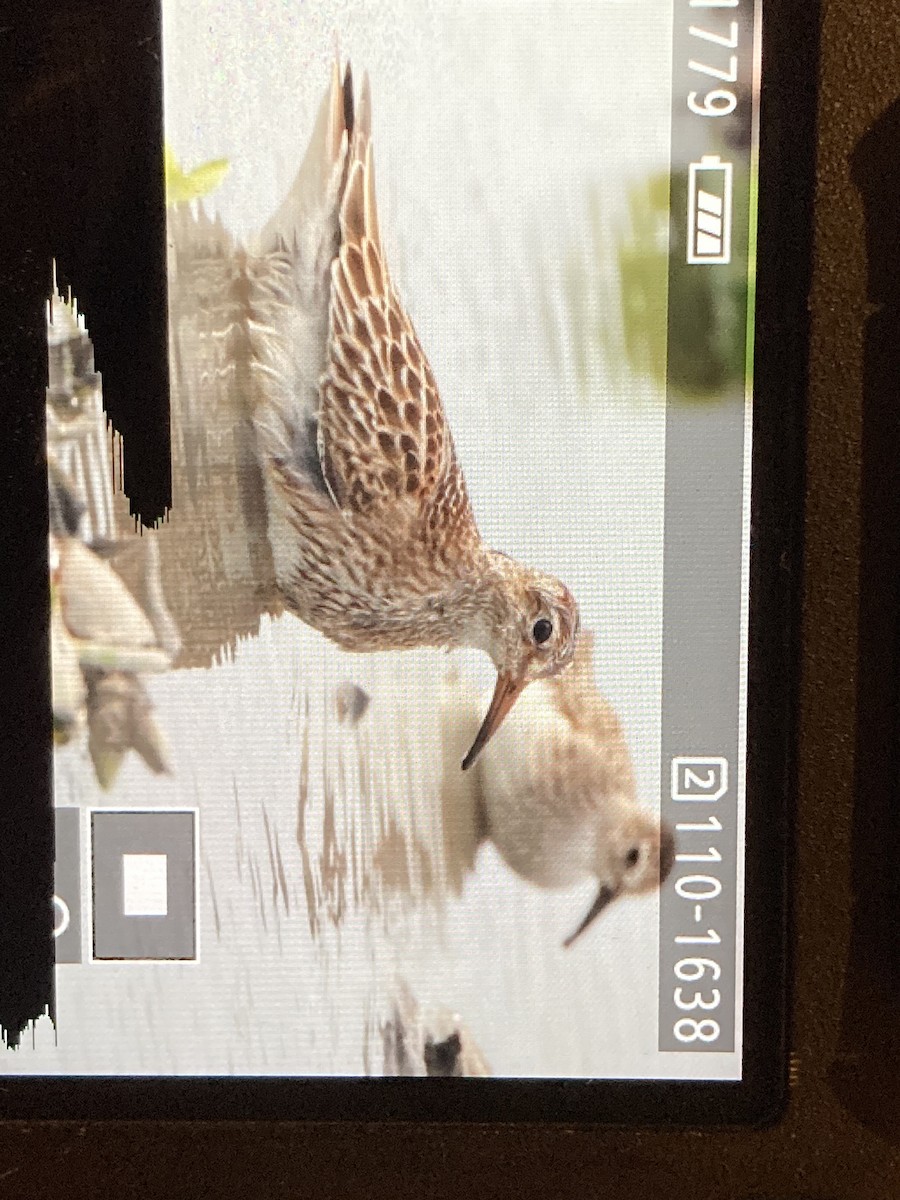 Pectoral Sandpiper - Atsushi Shimazaki