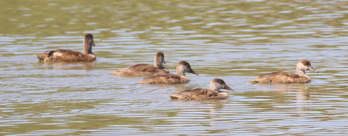 Red-crested Pochard - ML625111604