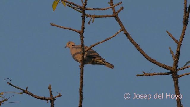 Vinaceous Dove - ML625111635