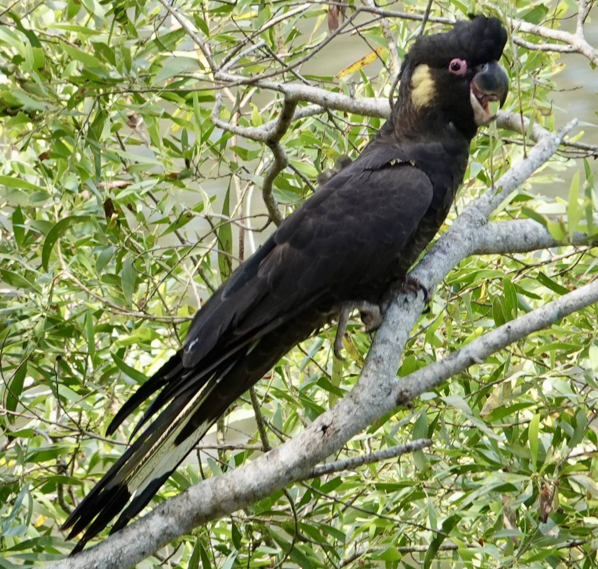 Yellow-tailed Black-Cockatoo - ML625111693