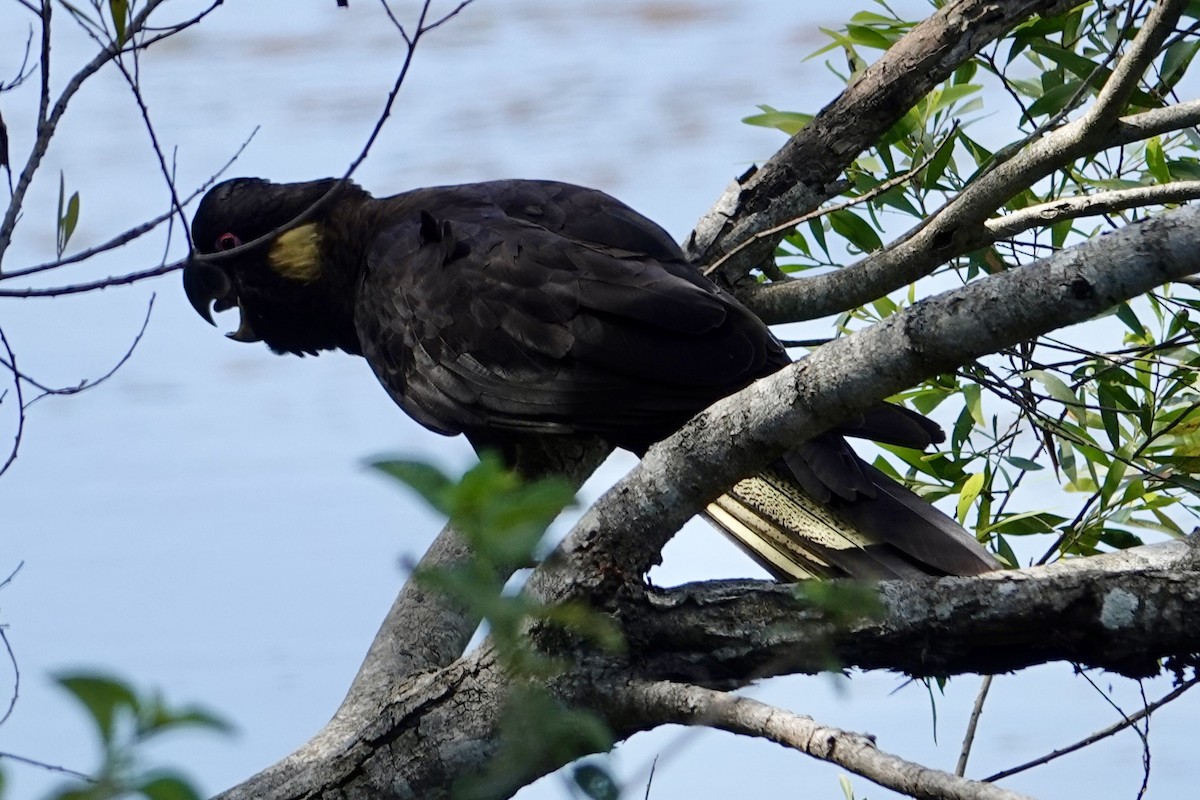 Yellow-tailed Black-Cockatoo - ML625111694