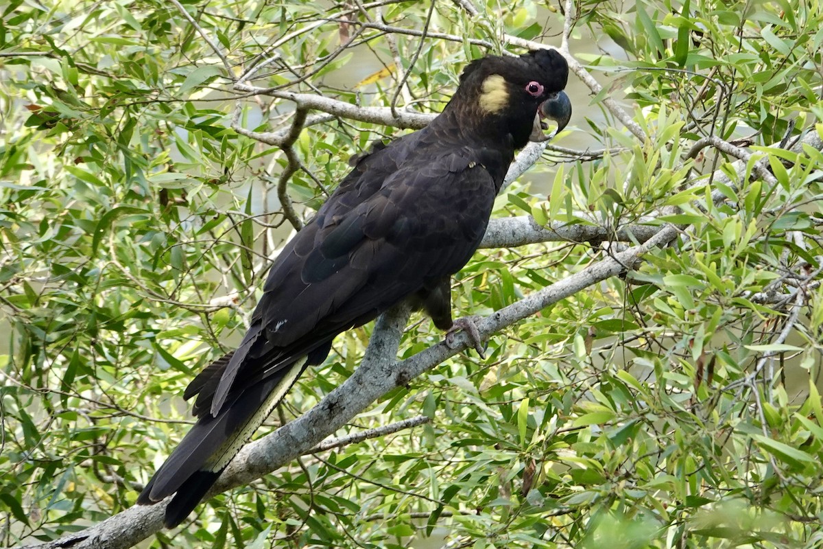 Yellow-tailed Black-Cockatoo - ML625111695