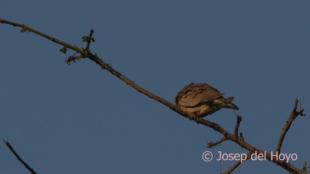 Vinaceous Dove - ML625111720