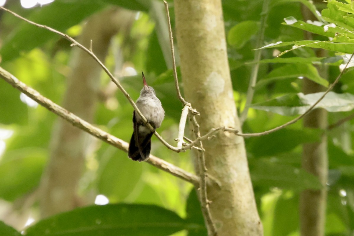 White-chinned Sapphire - ML625111761