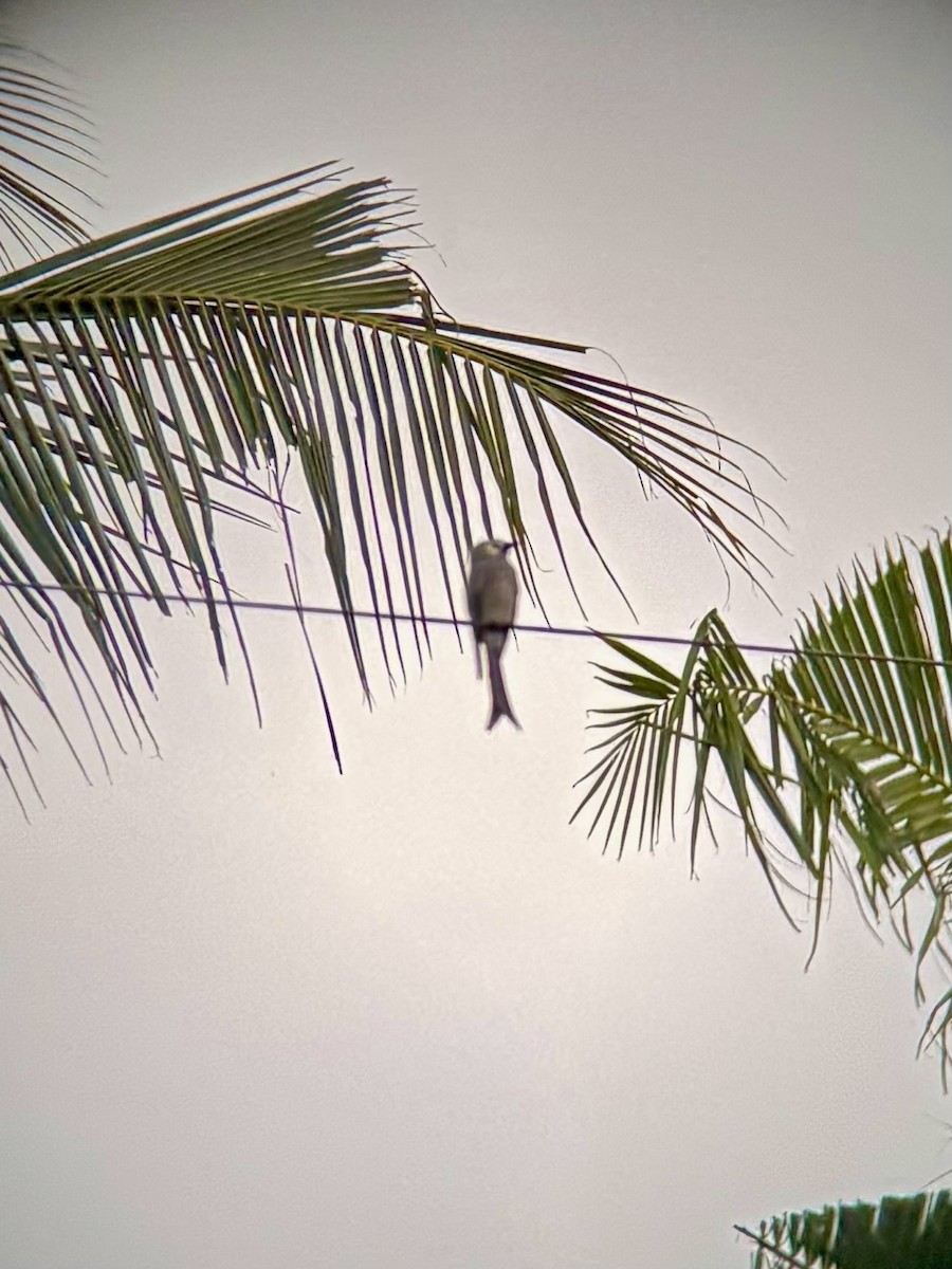 Drongo Cenizo (innexus/leucogenis/salangensis) - ML625111788