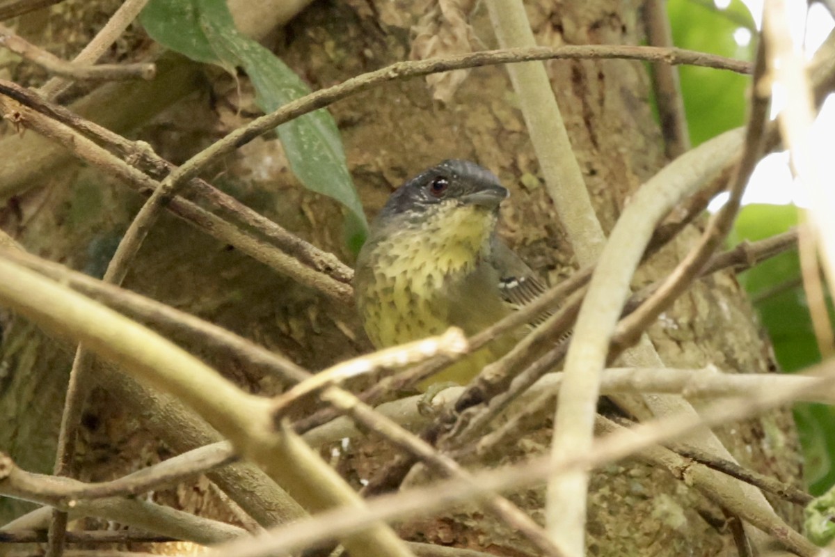 Spot-breasted Antvireo - ML625111831