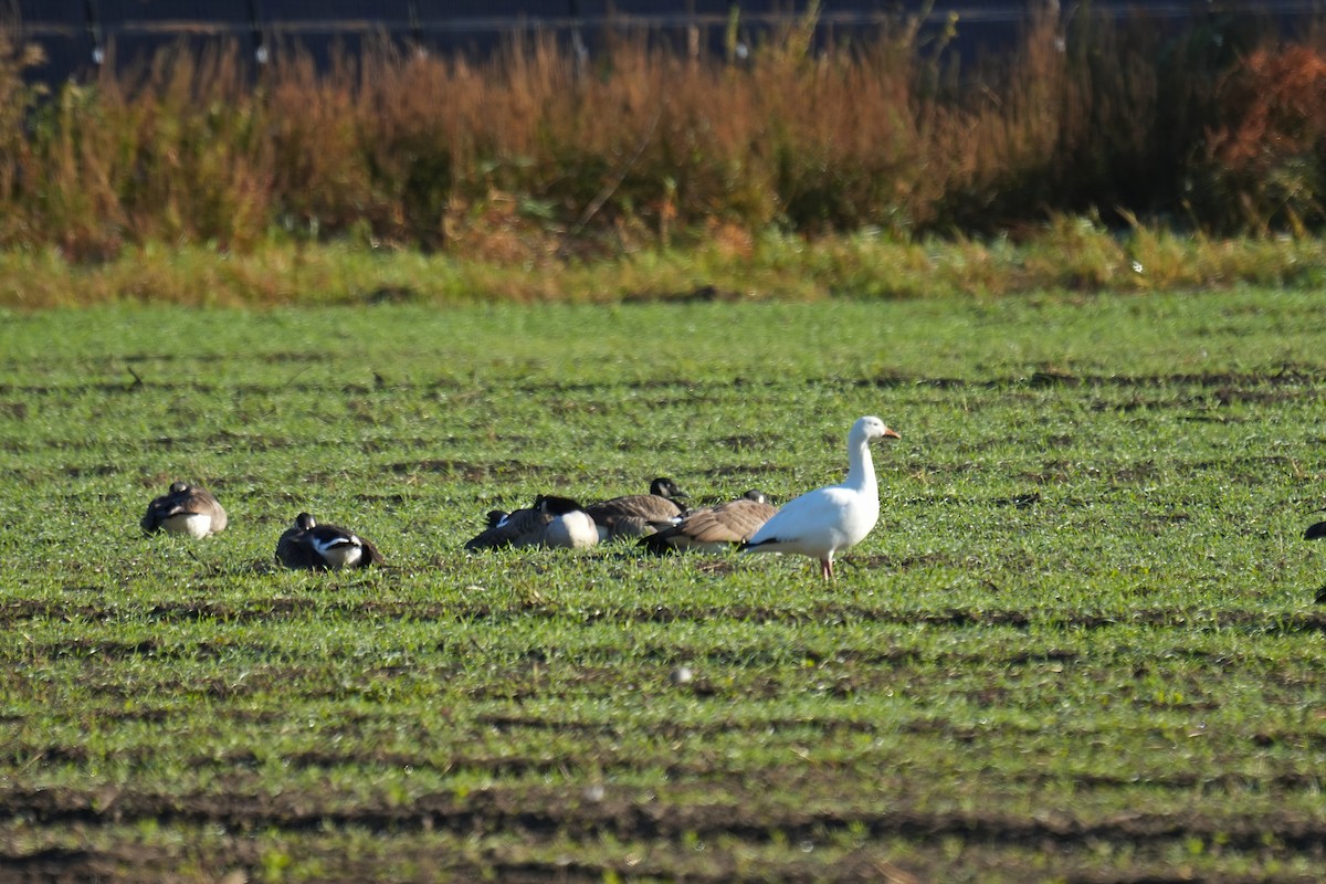 Snow Goose - ML625111871