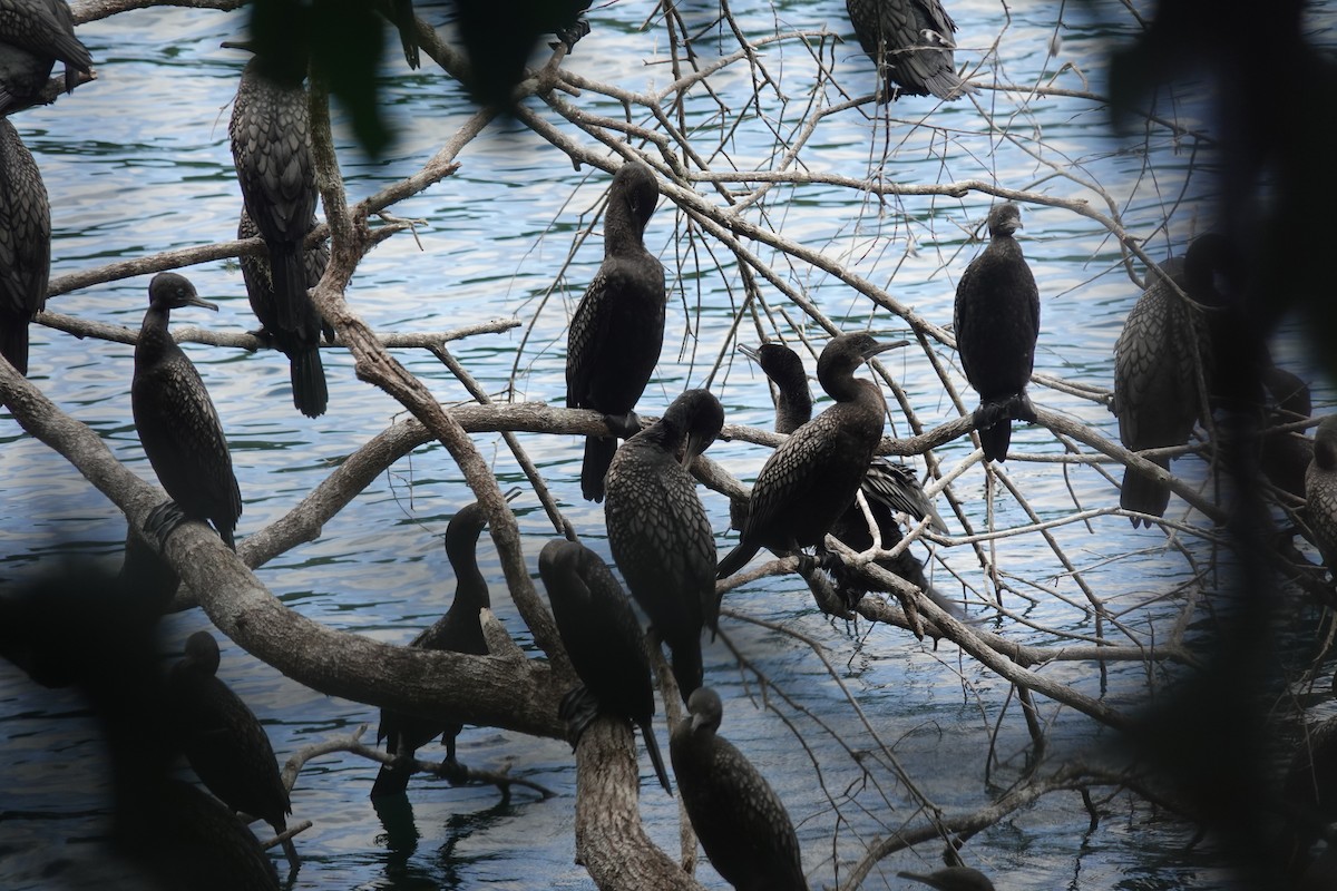 Little Black Cormorant - ML625111952