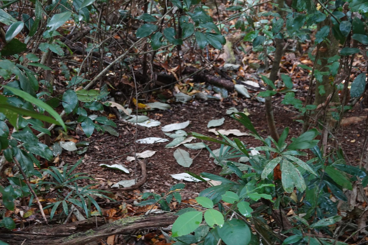 Tooth-billed Bowerbird - ML625111970